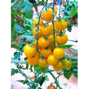 Смородина желтая – томат, 12 семян фото, цена